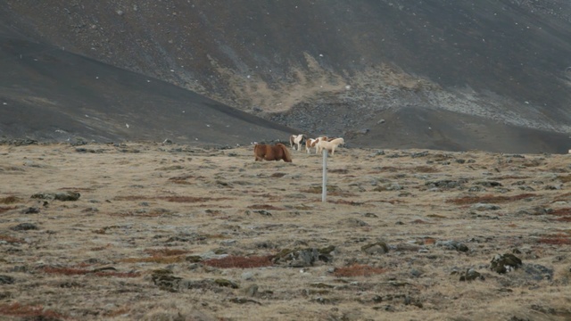 Video Reference: Geological phenomenon, Tundra, Fawn