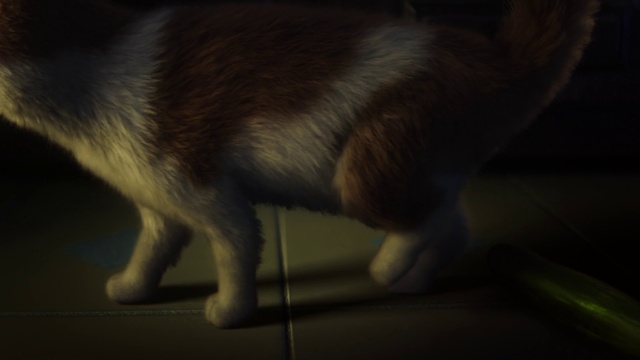 Video Reference: Snout, Canidae, Fur, Darkness, Tail, Whiskers, Sporting Group, Carnivore, Fawn, Night