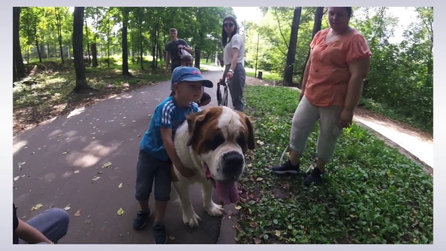 Video Reference: Dog, Mammal, Vertebrate, Canidae, Dog breed, Carnivore, Bulldog, Olde english bulldogge, American bulldog, Dog walking