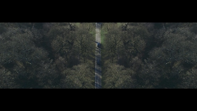Video Reference: Green, Black, Nature, Darkness, Atmosphere, Tree, Natural environment, Organism, Text, Brown
