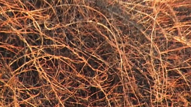Video Reference: Branch, Twig, Plant, Tree, Soil, Grass