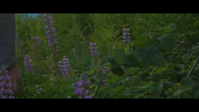 Video Reference: plant, flora, nature, ecosystem, lavender, flower, vegetation, leaf, grass, lupin