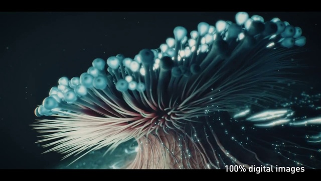 Video Reference: Nature, Blue, Water, Organism, Macro photography, Close-up, Sky, Photography, Plant, Still life photography