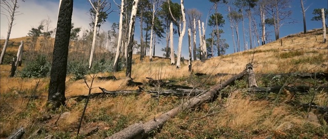 Video Reference: ecosystem, wilderness, tree, nature reserve, forest, path, woodland, biome, shrubland, grass