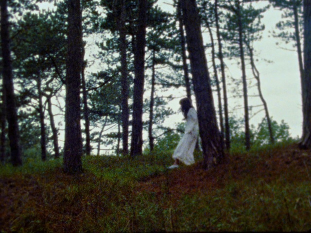 Video Reference: Tree, Forest, Woodland, Nature, Natural environment, Old-growth forest, Spruce-fir forest, Tropical and subtropical coniferous forests, Wilderness, Northern hardwood forest