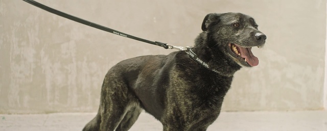 Video Reference: Dog, Mammal, Vertebrate, Dog breed, Canidae, Carnivore, Snout, Ancient dog breeds, Sporting Group, Rare breed (dog)