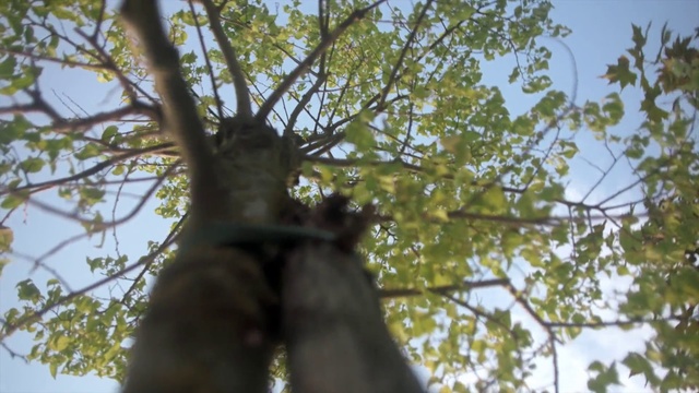 Video Reference: Tree, Branch, Woody plant, Plant, Leaf, Trunk, Sky, Plant stem, Sunlight, Twig