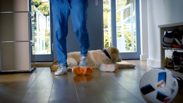 Video Reference: Floor, Dog, Flooring, Canidae, Companion dog, Room, Hardwood, Leg, Sporting Group, Wood flooring