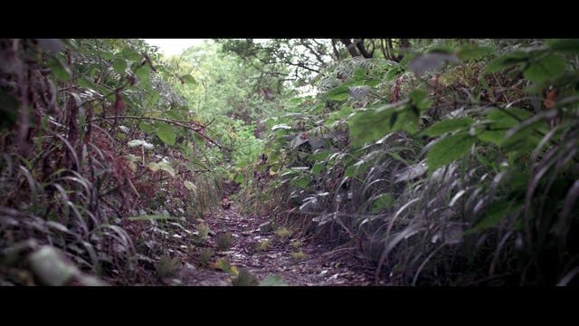 Video Reference: vegetation, nature, forest, ecosystem, woodland, flora, jungle, rainforest, nature reserve, leaf
