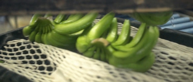 Video Reference: Banana, Green, Plant, Banana family, Food, Fruit, Vegetable, Natural foods, Produce, Local food, Person