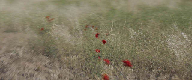 Video Reference: Ecoregion, Grass family, Grass, Steppe, Leaf, Plant, Coquelicot, Organism, Grassland, Prairie