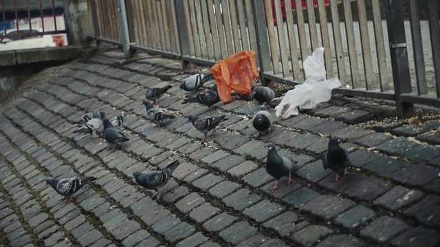 Video Reference: Pigeons and doves, Rock dove, Cobblestone, Bird, Flooring, Person