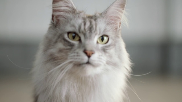 Video Reference: Cat, Mammal, Vertebrate, Small to medium-sized cats, Whiskers, Felidae, Domestic long-haired cat, Carnivore, Asian semi-longhair, British semi-longhair, Animal, Indoor, Gray, Looking, Sitting, Camera, White, Grey, Front, Standing, Staring, Face, Eyes, Close, Green, Mirror, Room, Computer, Laying, Domestic cat, Kitten, Feline, Kitty, Distance