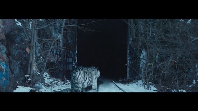 Video Reference: Wildlife, Nature, Black, Natural environment, Woodland, Darkness, Winter, Forest, Light, Tree