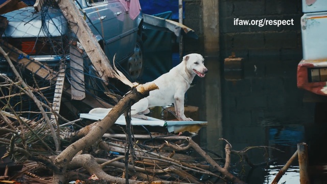 Video Reference: Dog, Canidae, Carnivore, Dog breed, Sporting Group, Hunting dog, Retriever