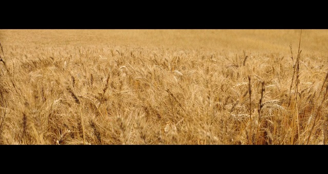 Video Reference: Barley, Field, Grain, Rye, Malt, Agriculture, Plant, Crop, Food grain, Grass family