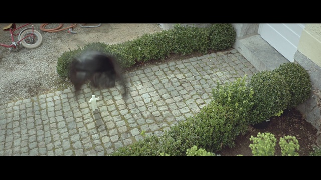 Video Reference: Grass, Lawn, Leaf, Grass family, Shrub, Plant, Sporting Group, Land lot, Dog breed, Walkway