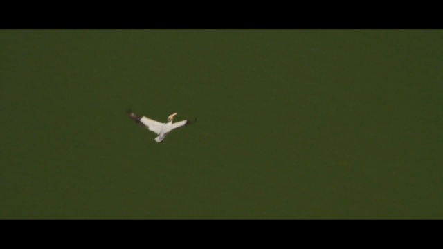 Video Reference: green, bird, vertebrate, fauna, sky, atmosphere, wing, water bird, beak, computer wallpaper