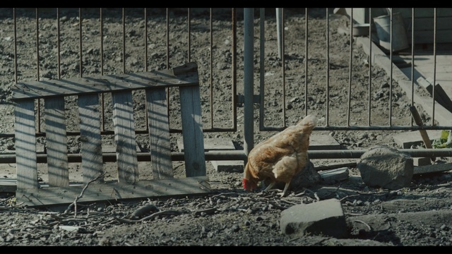 Video Reference: Macaque, Adaptation, Snout, Photography, Zoo, Wildlife, Old world monkey