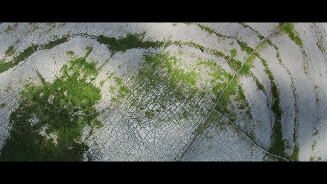 Video Reference: green, leaf, vegetation, water, tree, grass, flora, sky, branch, plant