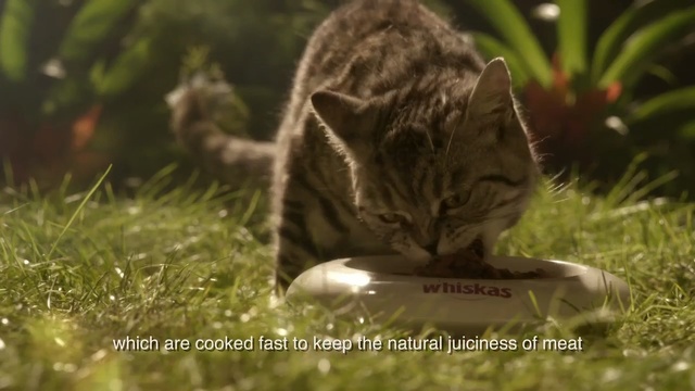 Video Reference: cat, fauna, small to medium sized cats, grass, cat like mammal, wildlife, wild cat, whiskers, grass family, organism