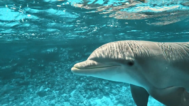 Video Reference: Vertebrate, Common bottlenose dolphin, Marine mammal, Dolphin, Marine biology, Bottlenose dolphin, Short-beaked common dolphin, Cetacea, Water, Underwater