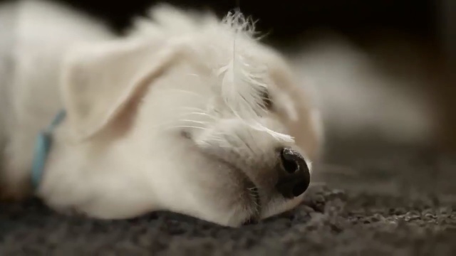 Video Reference: Canidae, Dog, Dog breed, Nose, Snout, Puppy, Carnivore, Havanese, Coton de tulear, Companion dog