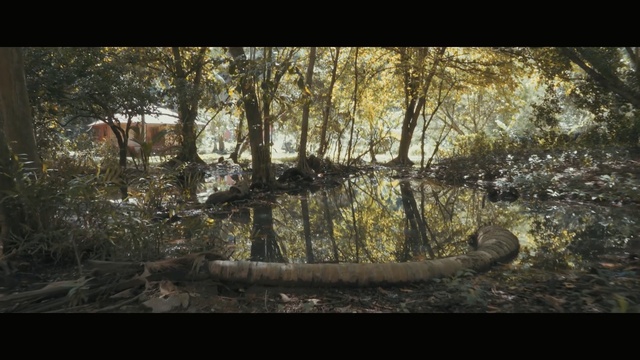 Video Reference: nature, water, woodland, tree, reflection, forest, wetland, ecosystem, wilderness, swamp
