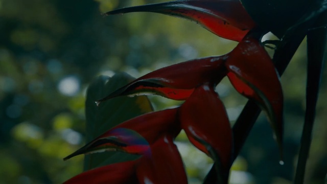 Video Reference: plant, flora, flower, leaf, close up, petal, heliconia, plant stem, organism, wildflower