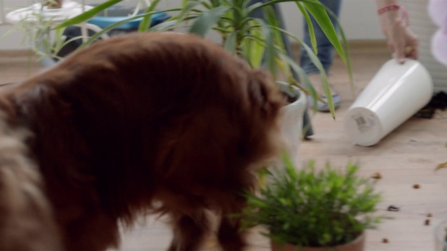 Video Reference: Mammal, Pomeranian, Canidae, Carnivore, Spitz, Sporting Group, Plant, Dog breed, Houseplant