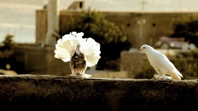 Video Reference: White, Bird, Pigeons and doves, Beak, Sky, Photography, Plant, Person