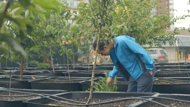 Video Reference: Tree, Plant, Soil, Adaptation, Roof