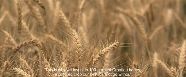 Video Reference: Malt, Triticale, Grain, Rye, Barley, Einkorn wheat, Cereal germ, Food grain, Khorasan wheat, Emmer