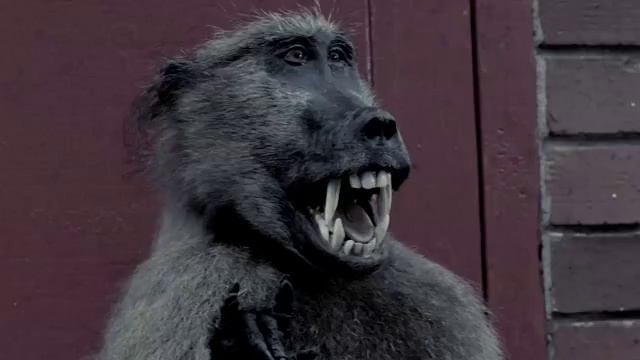 Video Reference: Mammal, Vertebrate, Facial expression, Primate, Snout, Mouth, Terrestrial animal, Organism, Macaque, Drill