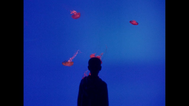 Video Reference: blue, sky, parachute, parachuting, windsports, kite sports, air sports, fun, extreme sport, kite, Person