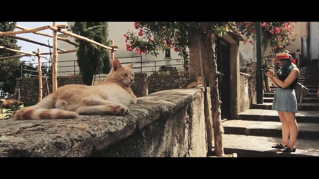 Video Reference: mammal, zoo, temple, tree, recreation, snout, wildlife