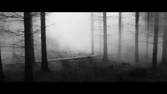 Video Reference: fog, black, black and white, forest, tree, atmosphere, mist, monochrome photography, woodland, morning, Person