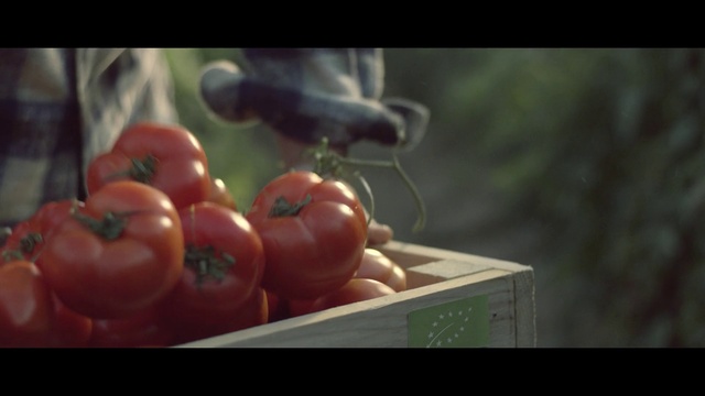 Video Reference: Natural foods, Local food, Still life photography, Vegetable, Tomato, Solanum, Red, Fruit, Still life, Food