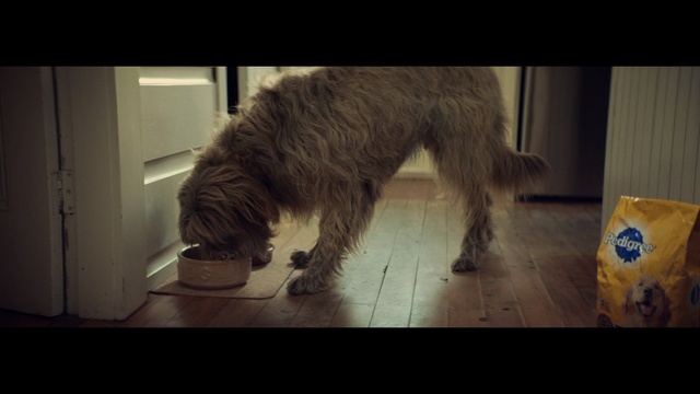 Video Reference: Vertebrate, Dog, Mammal, Canidae, Dog breed, Carnivore, Sporting Group, Old english sheepdog, Miniature schnauzer, Irish wolfhound