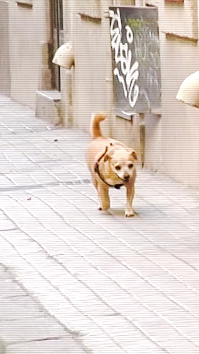 Video Reference: Dog, Canidae, Dog breed, Carnivore, Companion dog, French bulldog, Bulldog, Fawn, Sporting Group, Non-Sporting Group, Person