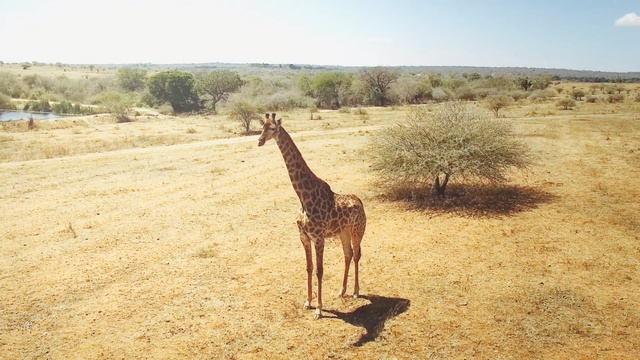 Video Reference: Giraffe, Terrestrial animal, Giraffidae, Wildlife, Savanna, Adaptation, Ecoregion, Safari, Neck, Plain, Person