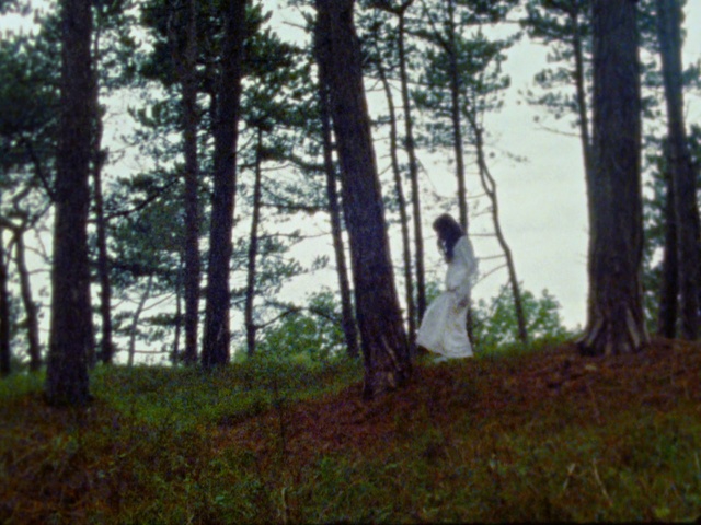 Video Reference: Tree, Forest, Woodland, Natural environment, Nature, Old-growth forest, Wilderness, Spruce-fir forest, Tropical and subtropical coniferous forests, Nature reserve