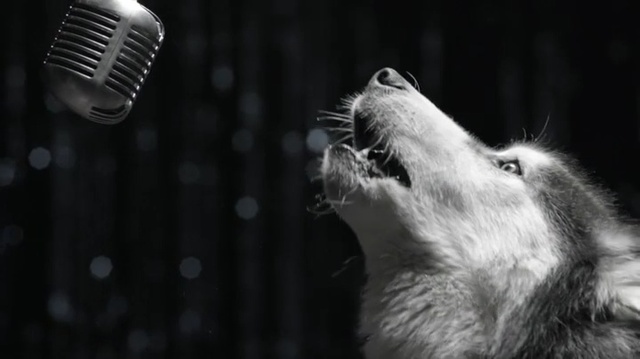 Video Reference: Black, White, Microphone, Whiskers, Black-and-white, Monochrome, Audio equipment, Snout, Monochrome photography, Photography