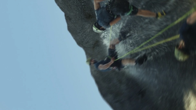 Video Reference: dog like mammal, snout, adventure, tree