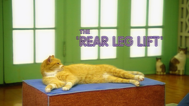 Video Reference: cat, mammal, small to medium sized cats, vertebrate, cat like mammal, kitten, whiskers, carnivoran, furniture, window