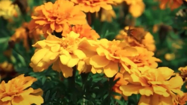 Video Reference: Flower, Yellow, Petal, Tagetes, Plant, Flowering plant, Tagetes patula, Rose family, Rose, Annual plant