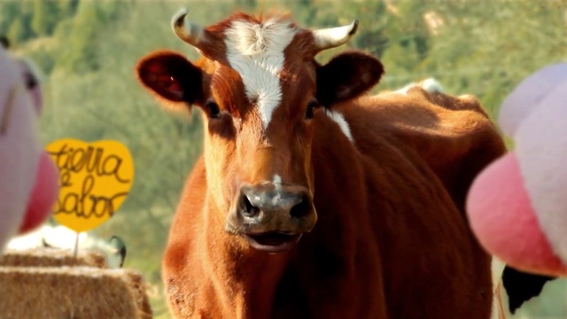 Video Reference: cattle like mammal, dairy cow, cow goat family, livestock, snout, ox, calf, grass, horn, terrestrial animal