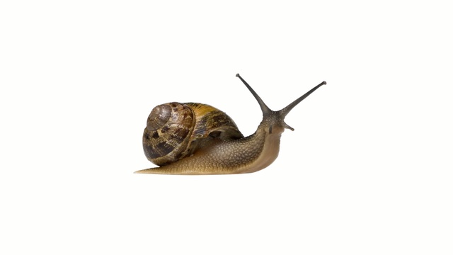 Video Reference: snails and slugs, snail, molluscs, invertebrate, terrestrial animal, slug