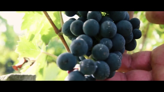 Video Reference: Grape, Flowering plant, Fruit, Plant, Seedless fruit, Grapevine family, Blueberry, Vitis, Berry, Food