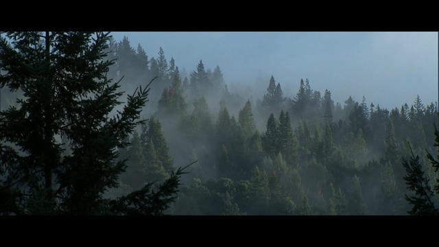 Video Reference: Nature, Atmospheric phenomenon, Mist, Forest, Tree, Biome, Natural environment, Fog, Atmosphere, Spruce-fir forest